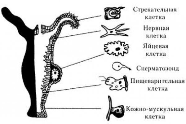 Кракен ссылка onion