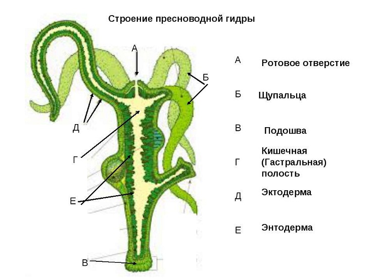 Kraken onion вход